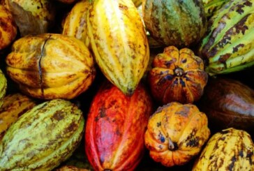 Un Belge cultive au Mexique un cacao très rare: les fèves blanches ! (Video reportage)