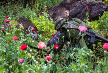 Dossier- La production de pavot augmente, poussée par la demande d’héroïne aux Etats-Unis