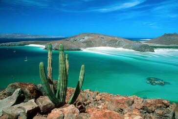 La basse californie 100% nature ! (Emission Thalassa)