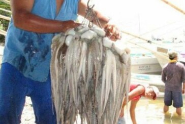 Insolite – Les cartels mexicains se lancent dans le trafic de poulpes !
