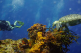 L’île de Cozumel – Le Paradis de la plongée et du snorkeling au Mexique ! (Videos)