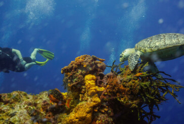 L’île de Cozumel – Le Paradis de la plongée et du snorkeling au Mexique ! (Videos)