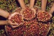 Chiapas – Sur la route du café, les fincas de “l’or noir” (reportage vidéo)