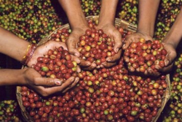 Chiapas – Sur la route du café, les fincas de “l’or noir” (reportage vidéo)