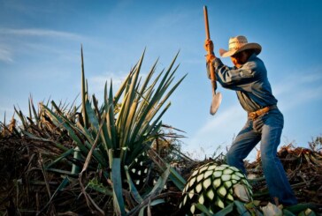 Aïe, Aïe, Aïe Tequila : l’emblématique boisson a son musée à Mexico ! (Video)