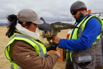 Sur l’aéroport de Mexico, des faucons pèlerins veillent à la sécurité des vols ! (Video)