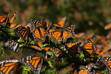 Les papillons monarques de retour au Mexique et sous haute surveillance ! (Videos)