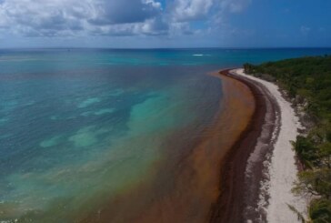 Enquête – Les sargasses envahissent les plages du Quintana Roo ! (Videos)