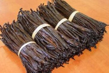 Histoire – La vanille de Papantla Veracruz, une saveur toute mexicaine ! (Videos)
