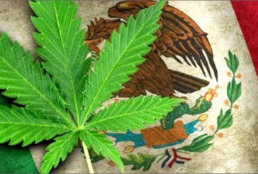 La Cour suprême du Mexique ouvre la porte à la légalisation du cannabis !