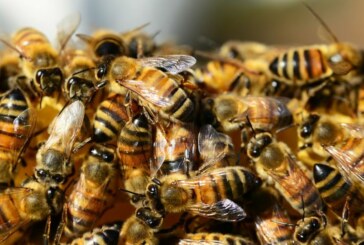 Des millions d’abeilles mortes au Mexique selon l’UNAM !
