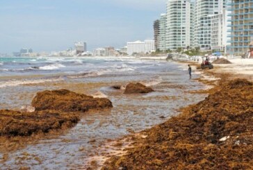 Algues sargasses, le cauchemar de Quintana Roo continue ! (video)
