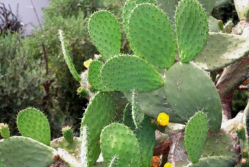 Au Mexique, le cactus pour produire du plastique biodégradable ?