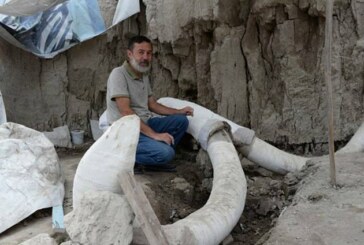 14 mammouths sortent de terre au Mexique, découverte exceptionnelle ! (Video)