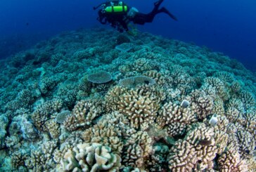 Reportage – Les coraux des Caraïbes en danger de mort ! (Videos)