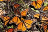 La migration des papillons monarques entre Canada et Mexique a diminué de 59% !