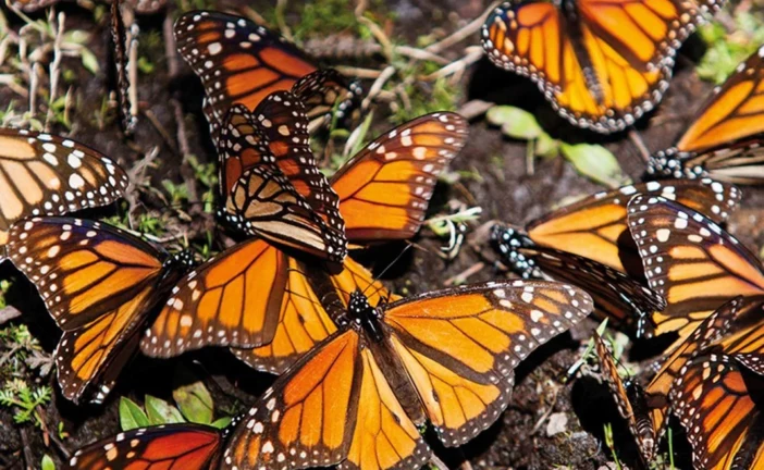 La migration des papillons monarques entre Canada et Mexique a diminué de 59% !