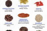 Insectos comestibles en México y 10 curiosidades que desconocías sobre ellos !