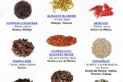 Insectos comestibles en México y 10 curiosidades que desconocías sobre ellos !