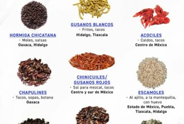Insectos comestibles en México y 10 curiosidades que desconocías sobre ellos !