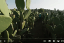 Cactus, l’or vert du Mexique ! Reportage | ARTE Family