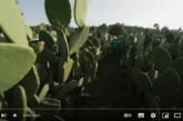 Cactus, l’or vert du Mexique ! Reportage | ARTE Family