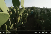 Cactus, l’or vert du Mexique ! Reportage | ARTE Family
